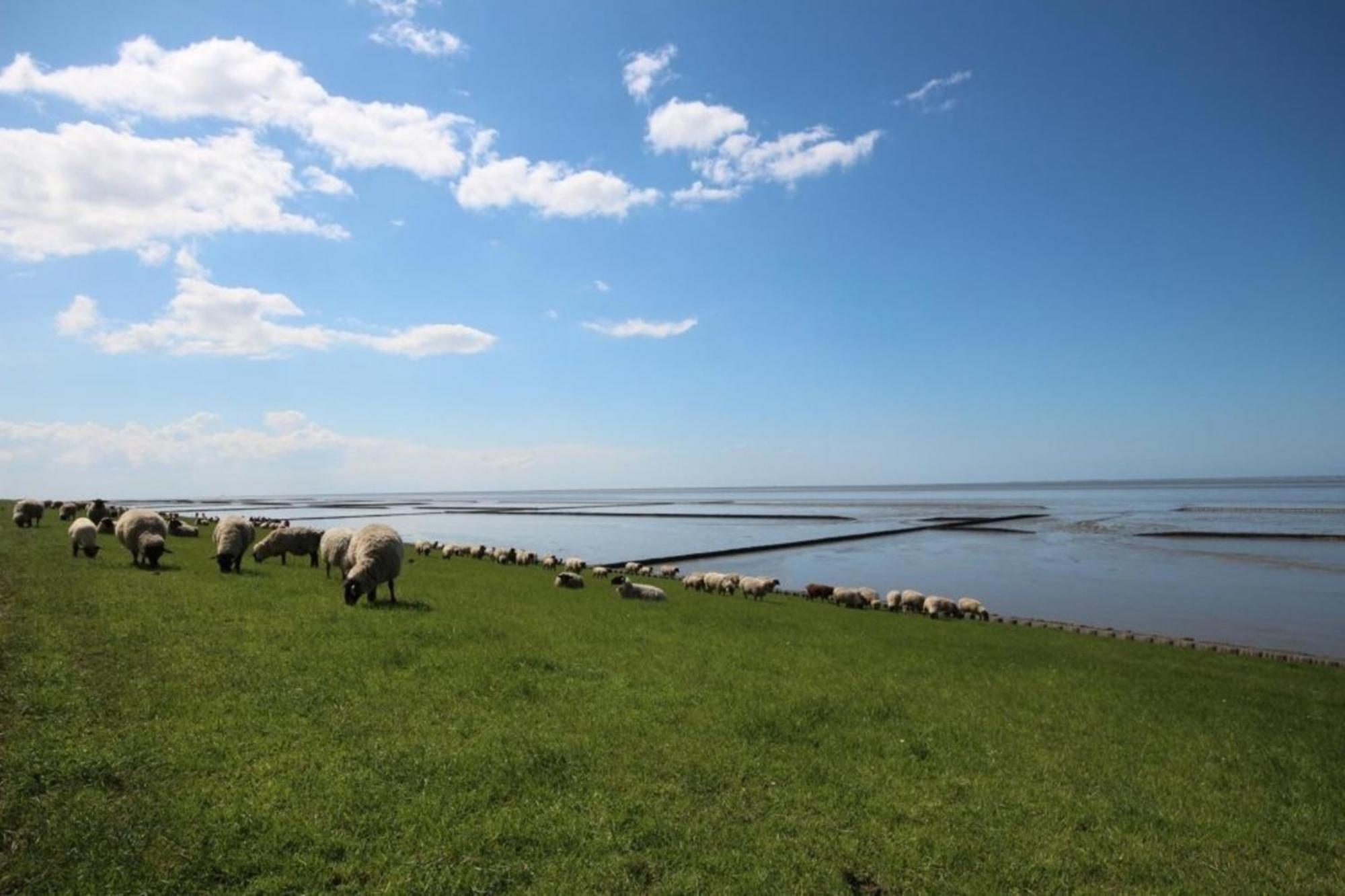 Große Nordseewelle ohne Hund - a17089 Norden Exterior foto